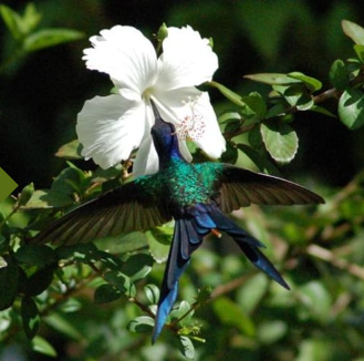Jardins dos Pinhais Beija Flor.png