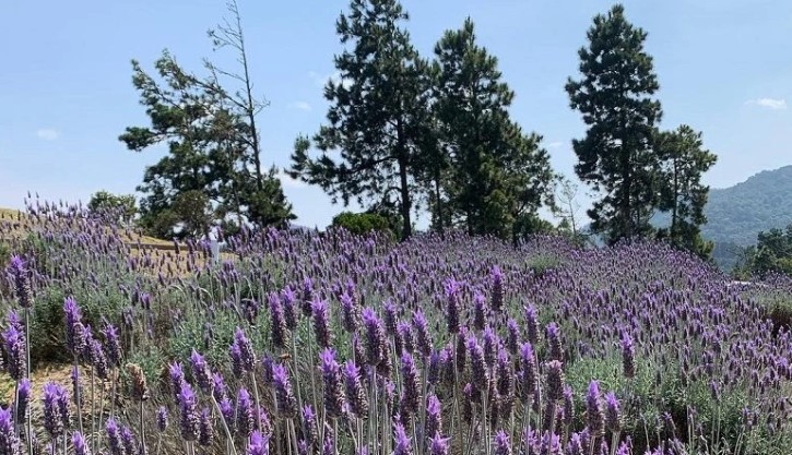 Pico do Itapeva Lavandario.jpg