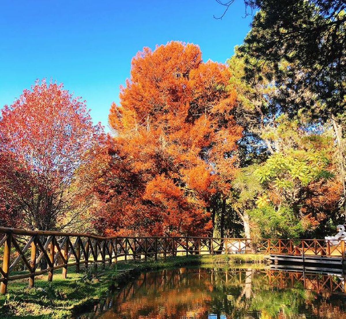 Parque estadual - arvore.jpg