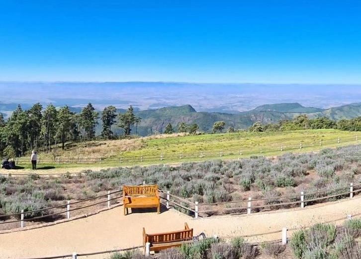 Pico do Itapeva Parque Lavandario.jpg