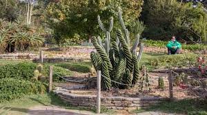 Amantikir Arido.jpeg